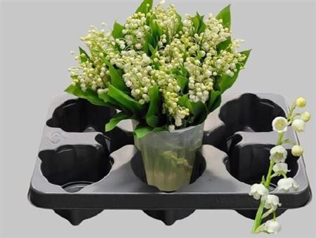 Convallaria P St