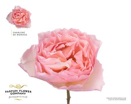 Rosa Meilland Charlene De Monaco