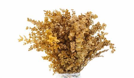 Pres Euca Stuartiana Yellow Bunch