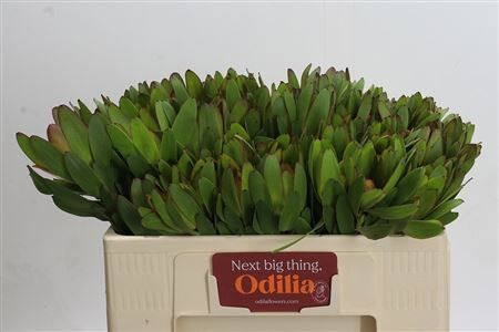 Leucadendron Goldstrike