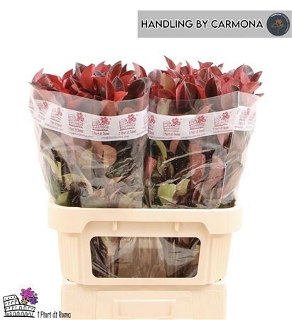 Photinia X F Red Robin