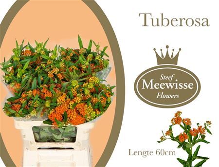 Ascl Tuberosa