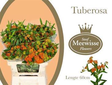 Ascl Tuberosa