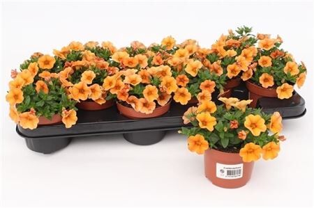 Calibrachoa Orange