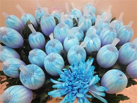 Chr G Antonov Blue Lagoon