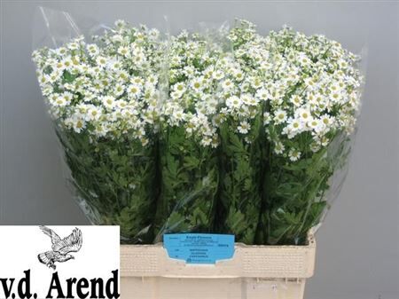 Tana Pa Single Vegmo