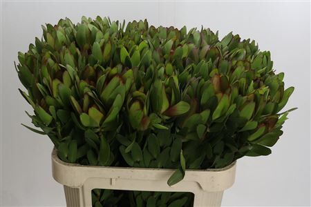 Leucadendron Goldstrike