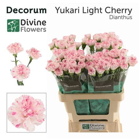 Di St Nl Yukari Cherry