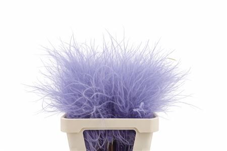 Dried Stypha Penata Lavender(10 Toef) Bunch