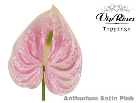 Ant A Satin Pink