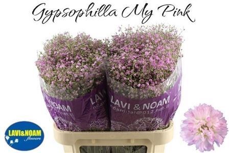 Gyps Pa My Pink