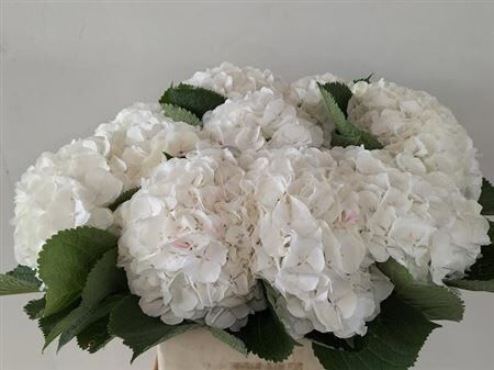 Hydr M White Verena