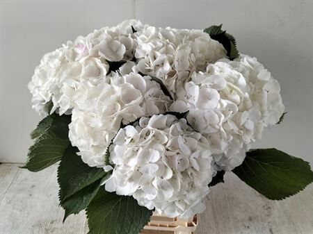 Hydr M White Verena