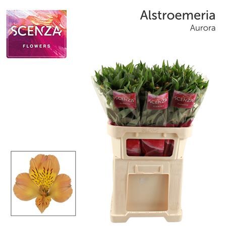Alstroemeria Aurora
