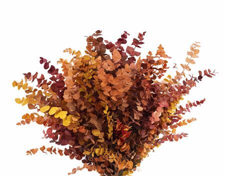 Pres Euca Stuartiana Autumn P Bunch