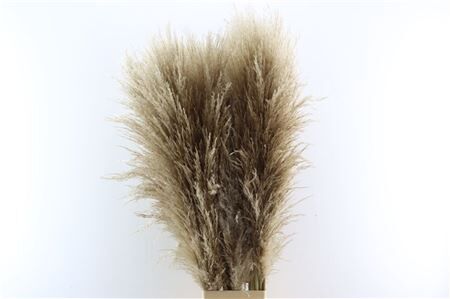 Cortaderia Naturel Dried P Stem