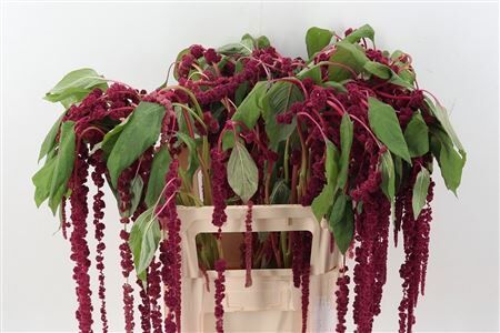 Amar Ca Red Cord