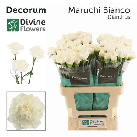 Di St Nl Maruchi Bianco