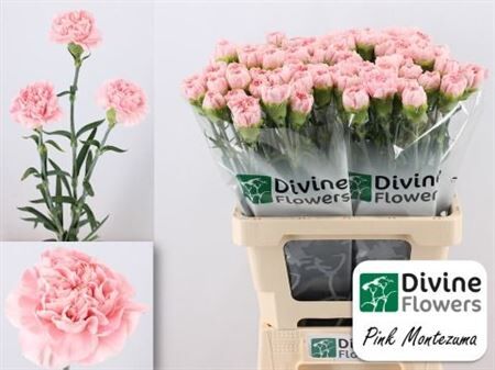 Di St Nl Pink Montezuma