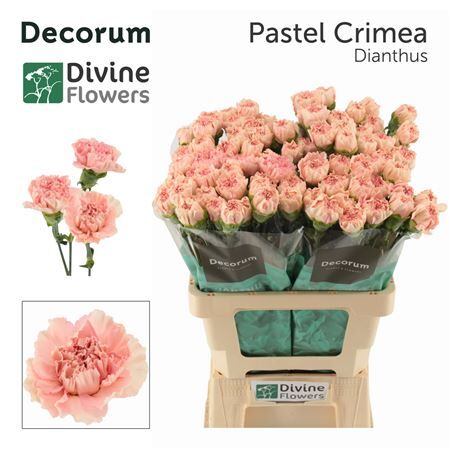 Di St Nl Pastel Crimea