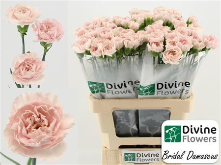 Di St Nl Bridal Damascu