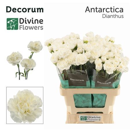 Di St Nl Antarctica