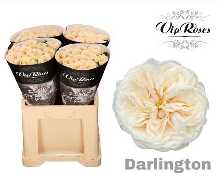 R Gr Darlington X40