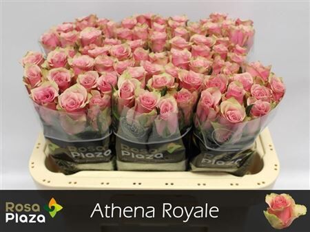 R Gr Athena Royale