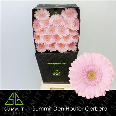 Ge Mi Bridal Kimsey Diamond