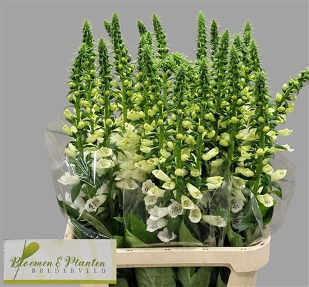 Digi Camelot White