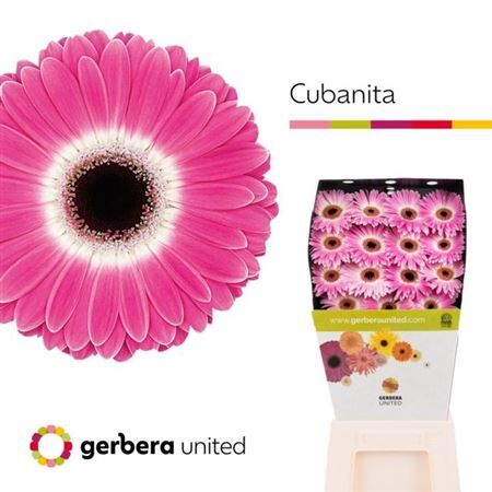 Ge Gr Cubanita Diamond