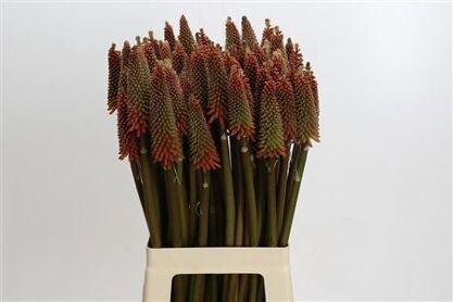 Knip Alcazar