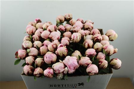 Paeo L Reine Hortense Rose