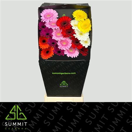Ge Mi Mixed Summit Favorites Diamond Diamond