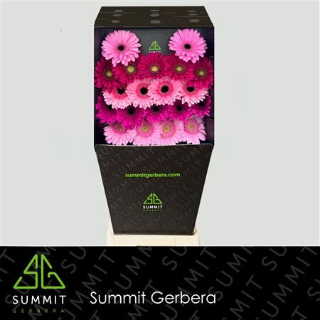 Ge Mi Mixed Romance Diamond Diamond
