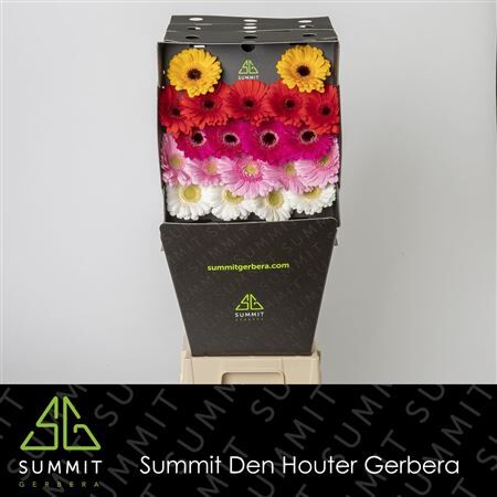 Ge Mi Mixed Classic Dream D Diamond