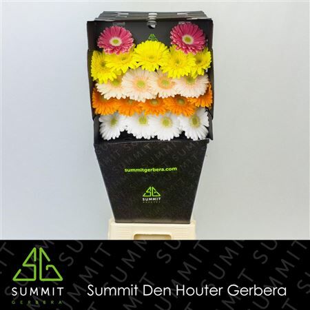 Ge Mi Mix Green Eye Fantasy Diamond Diamond