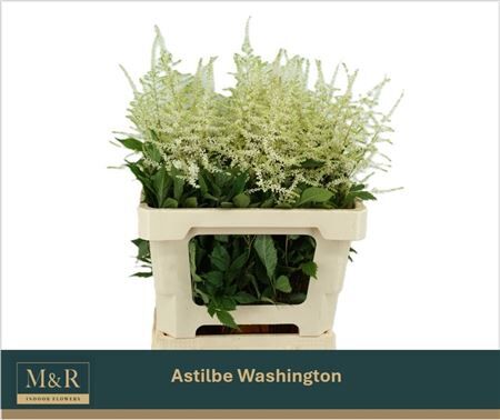 Astil Ja Washington