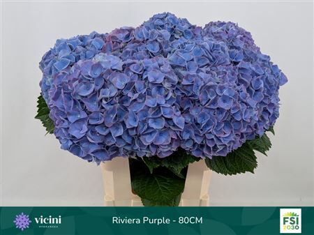 Hydr M My Riviera