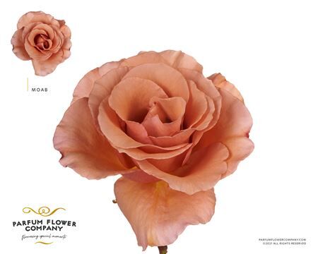 Rosa Premium Moab
