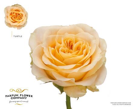 Rosa Garden Turtle