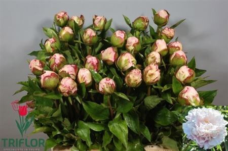 Paeo L Gardenia