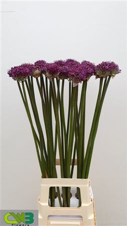 Allium 'dark Knight'