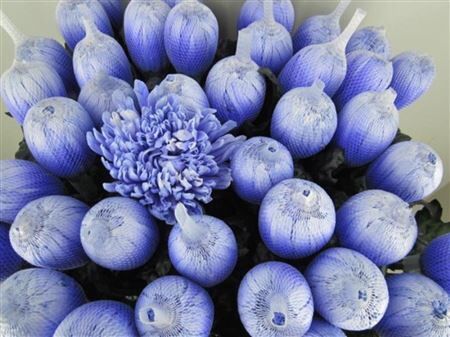 Chr G Antonov Pastel Lilac