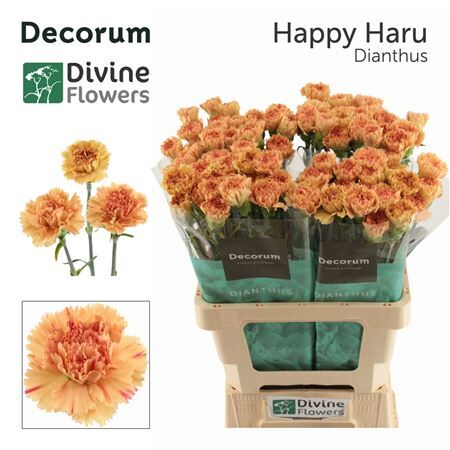 Di St Nl Happy Haru