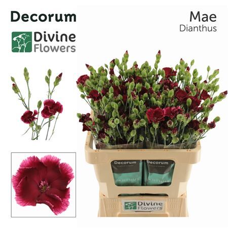 Di Te Nl Solomio Mae