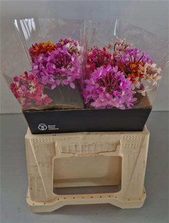Epidendrum Mixed