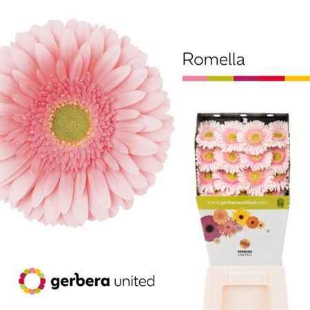 Ge Gr Romella Diamond
