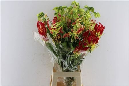 Gloriosa Southern Wind