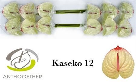 Anth A Kaseko 12
